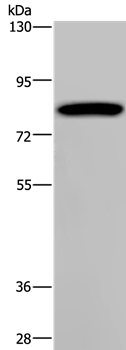 PCDHAC1 Antibody