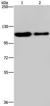 PDE4A Antibody