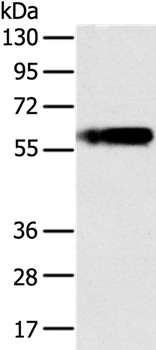 PLIN1 Antibody