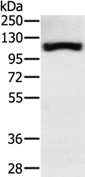 PPARGC1A Antibody