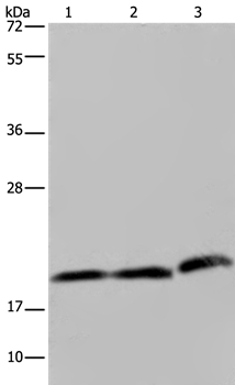 PGLYRP1 Antibody