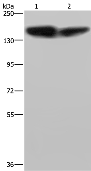 PLCB3 Antibody