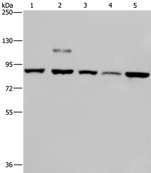 PNPT1 Antibody