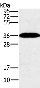 PPP1CC Antibody