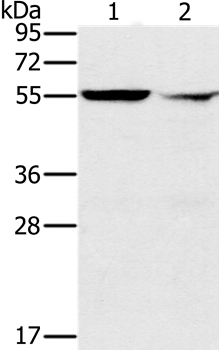 PPM1F Antibody