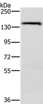 PPP2R3A Antibody