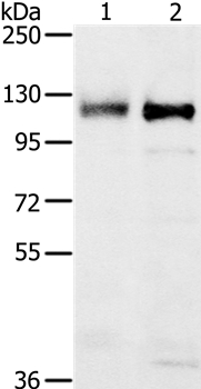 PTPN12 Antibody