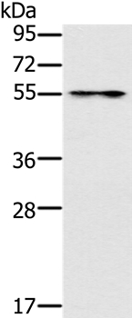 PUS10 Antibody