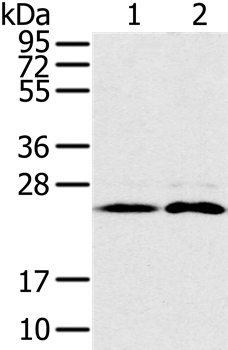 RAB14 Antibody