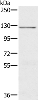 CDH4 Antibody