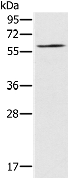 RELB Antibody