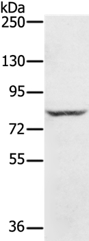 RNF43 Antibody