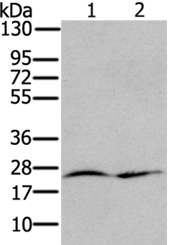 RRAS Antibody