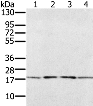 PRAF2 Antibody