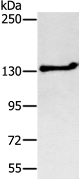 NEMF Antibody