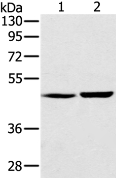 SEC14L2 Antibody