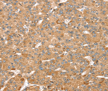 MORF4L1 Antibody