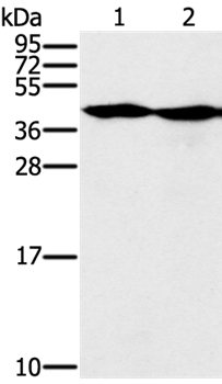 MORF4L1 Antibody