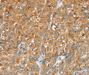 SERINC2 Antibody