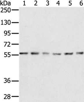 SERINC2 Antibody