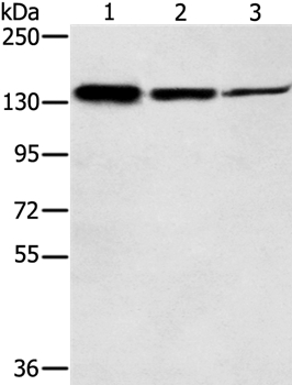 SMC2 Antibody