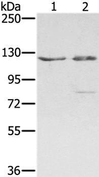 SMC6 Antibody