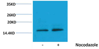 Histone H3(Phospho-Thr11) Rabbit Polyclonal Antibody