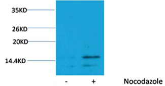 Histone H3(Phospho-Ser28) Rabbit Polyclonal Antibody