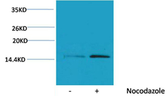 Histone H4(Phospho-Ser1) Rabbit Polyclonal Antibody