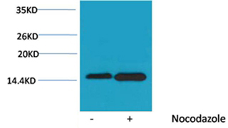 Histone H4(Phospho-Ser47) Rabbit Polyclonal Antibody