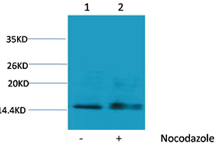 Histone H1(Phospho-Ser1) Rabbit Polyclonal Antibody