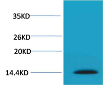 Histone H2A.X(Phospho-Ser139) Rabbit Polyclonal Antibody