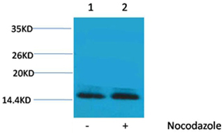 Histone H2B(Phospho-Ser14) Rabbit Polyclonal Antibody