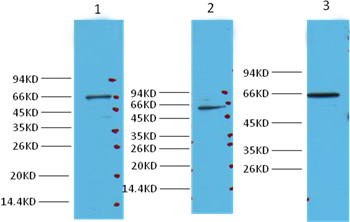 NFκB p65 Mouse Monoclonal Antibody