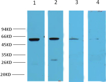 NFκB p65 Mouse Monoclonal Antibody