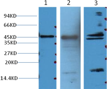 Aquaporin 4 Mouse Monoclonal Antibody