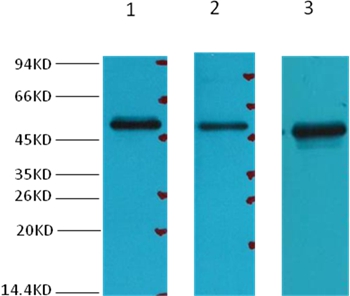 Fumarase Mouse Monoclonal Antibody(7F1)