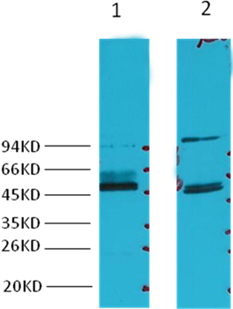 Fumarase Mouse Monoclonal Antibody(7F1)