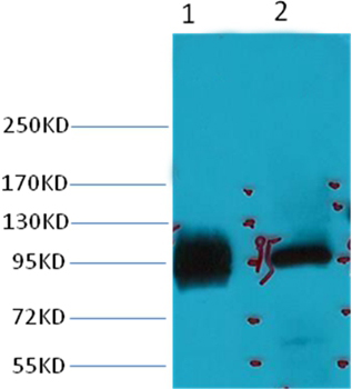 ABCB5 Mouse Monoclonal Antibody