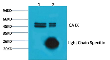 Carbonic Anhydrase IX Mouse Monoclonal Antibody