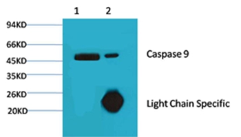 Caspase 9 Mouse Monoclonal Antibody