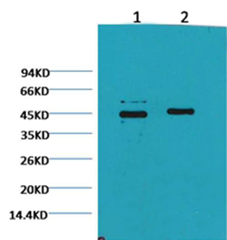 Caspase 9 Mouse Monoclonal Antibody