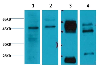 Caspase 9 Mouse Monoclonal Antibody