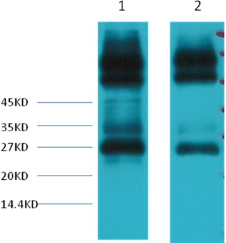 EFHD1 Mouse Monoclonal Antibody