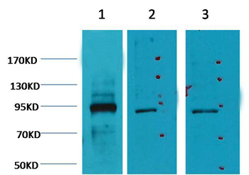 Oct1 Mouse Monoclonal Antibody (27-7G1)