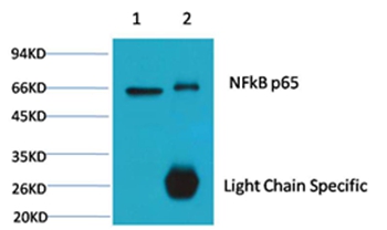 NFκB p65 Mouse Monoclonal Antibody