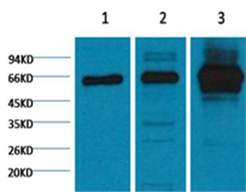 NFκB p65 Mouse Monoclonal Antibody