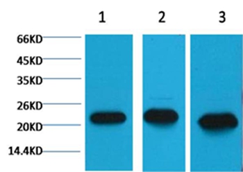 Peroxiredoxin 1 Mouse Monoclonal Antibody