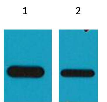 HSV Mouse Monoclonal Antibody