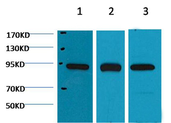 HSP90β Mouse Monoclonal Antibody